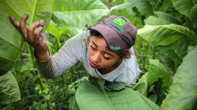 Here, 800 meters above sea level, in the green hills of Esteli, half of the population of 110,000 is employed in the tobacco industry -- picking, drying or curing, or rolling cigars in factories. “No one has soil as good for tobacco as Nicaragua,” explained Nestor Plasencia, whose family business is one of the country’s leading cigar exporters. (Inti Ocon / AFP)