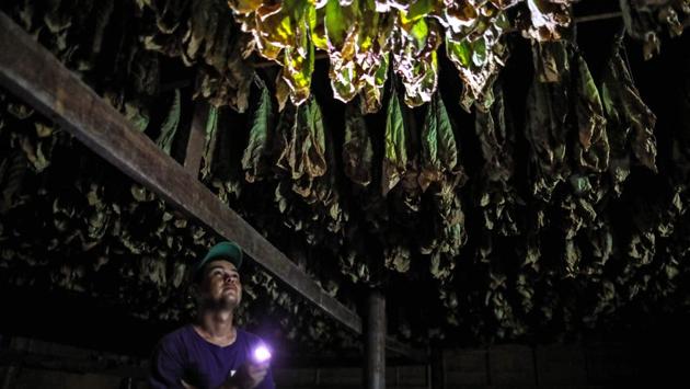 A worker looks at tobacco leafs put to dry. Smokers say a lot is going on in a cigar during puffs, tasting richness, balance and complexity -- a variety of flavours and aromas that have helped several Nicaraguan brands conquer the US market. In 2018, American trade magazine Cigar Aficionado named seven Nicaraguan brands in the top 10 of its annual ranking. (Inti Ocon / AFP)