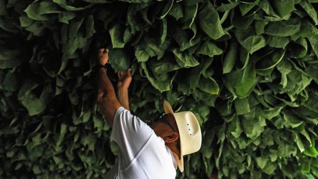A worker puts tobacco leafs to dry. Nicaragua’s industry is a young one -- it was started by Cuban exiles who fled Fidel Castro’s revolution in 1959. When the Central American country’s civil war ended at the start of the 1990s, the industry started to flourish. “My family started in tobacco in Cuba in 1865. Today we operate in Nicaragua and Honduras,” said Plasencia, whose father hails from the Caribbean island. (Inti Ocon / AFP)