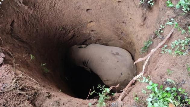 A four-year-old elephant, which fell into a 25-feet deep open well, was rescued by a joint team of forest and police department officials and locals in Kerala’s Kannur district early on Thursday after an 18 hour operation. An earth remover was pressed into service to dig a way into the well and finally, the baby elephant, came out and joined its herd waiting in the nearby forest. (HT Photo)