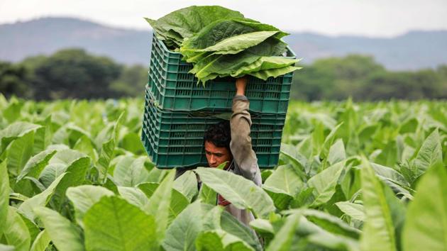 Nutrient-rich volcanic soil and know-how imported from Cuba more than 50 years ago, as well as a knowledgeable workforce have set Nicaragua apart when it comes to growing flavorful top-quality tobacco. Apart from Esteli, the two other tobacco-growing regions are the Condega and Jalapa valleys in the north, each with their own distinct soils and minerals. (Inti Ocon / AFP)