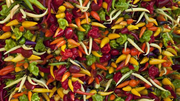 In India, we use a large variety of dried, red chillies. And we love our fresh green ones too. You also get yellow, orange, purple, and chillies verging on black.(Shutterstock)
