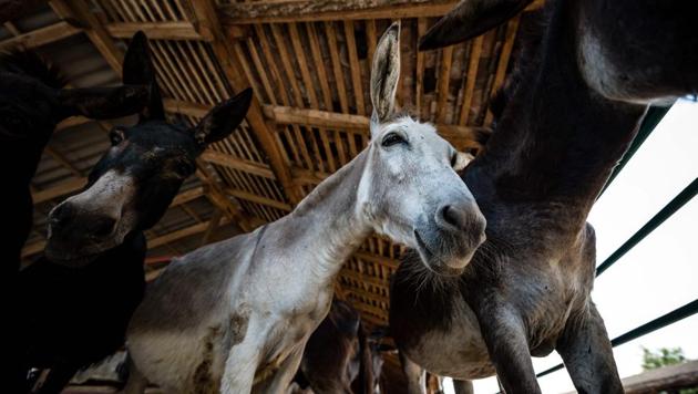 Donkeys in a stable on a nature reserve in northern Serbia called Zasavica. (AFP) Donkeys in a stable on a nature reserve in northern Serbia called Zasavica. (AFP)