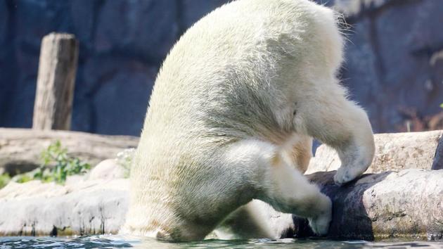 A polar bear named Nanook jumps in the water at the zoo in Gelsenkirchen, western Germany as temperatures top 33 degrees Celsius. Europeans are set to bake in what forecasters are warning will likely be record-breaking temperatures for June with as summer kicks in on the back of a wave of hot air from North Africa. (Roland Weihrauch / dpa / AFP) A polar bear named Nanook jumps in the water at the zoo in Gelsenkirchen, western Germany as temperatures top 33 degrees Celsius. Europeans are set to bake in what forecasters are warning will likely be record-breaking temperatures for June with as summer kicks in on the back of a wave of hot air from North Africa. (Roland Weihrauch / dpa / AFP)