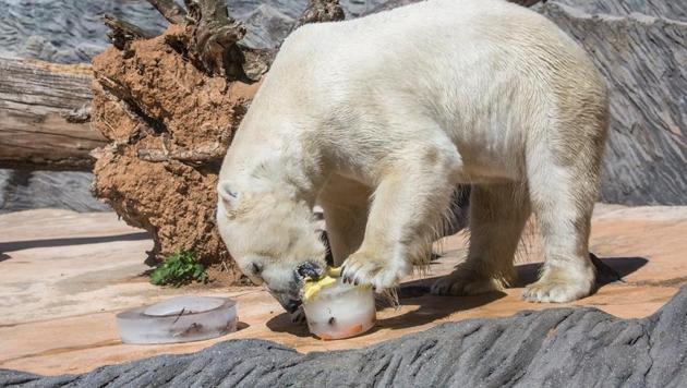 The three polar bears got an icy block each with fish as the main ingredient.(Facebook/@zoopraha)
