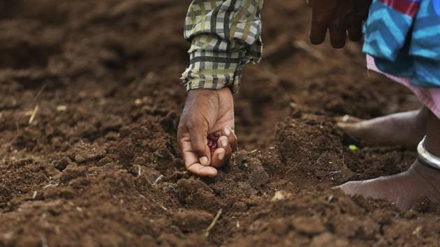 A farmer sows seeds at a cotton field on the outskirts of Hyderabad, Telangana. India farmers have planted 14.7 million hectares with summer-sown crops, down almost 10% from the previous year, the farm ministry’s data showed this week, as weak monsoon rains delayed sowing in most parts of the country. (Mahesh Kumar A. / AP) A farmer sows seeds at a cotton field on the outskirts of Hyderabad, Telangana. India farmers have planted 14.7 million hectares with summer-sown crops, down almost 10% from the previous year, the farm ministry’s data showed this week, as weak monsoon rains delayed sowing in most parts of the country. (Mahesh Kumar A. / AP)