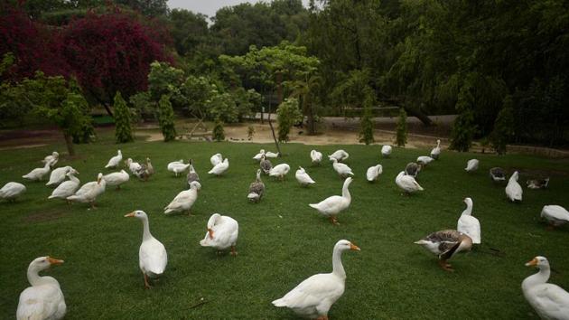Swans outside a pool on a hot summer day at Lodhi Garden, in Delhi. (Biplov Bhuyan / HT PHOTO) Swans outside a pool on a hot summer day at Lodhi Garden, in Delhi. (Biplov Bhuyan / HT PHOTO)