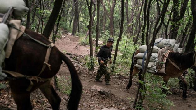 A worker leads mules to the Great Wall. The mules carry sacks of building material up a steep mountainside on the outskirts of China’s capital so that workers can reinstall large stones that had fallen off the Great Wall. (Fred Dufor / AFP) A worker leads mules to the Great Wall. The mules carry sacks of building material up a steep mountainside on the outskirts of China’s capital so that workers can reinstall large stones that had fallen off the Great Wall. (Fred Dufor / AFP)