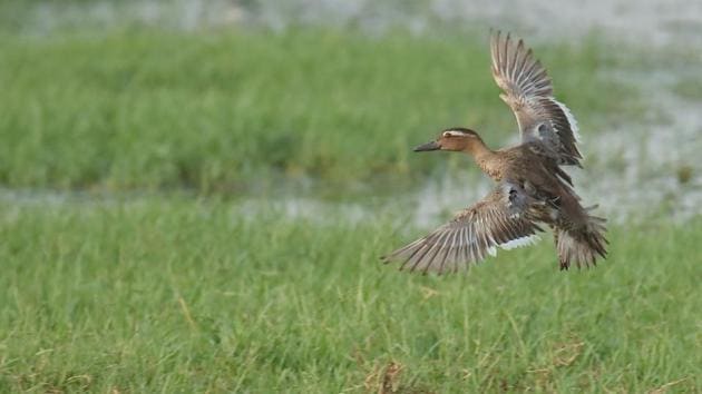 Known to fly long distances with minimal rest, the garganey duck is first to arrive and last to leave.(HT Photo)