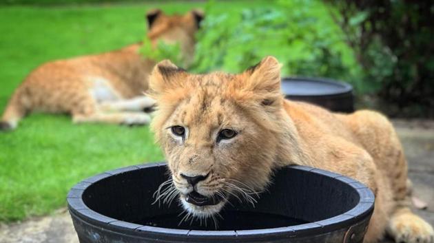 The cubs are named Rocky and Rora.(Instagram/reeceoliver_official)