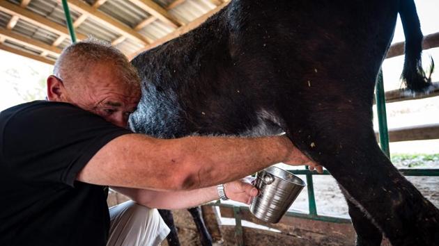 A farmer milks a female donkey at the Zasavica nature reserve. Donkey milk has similar properties to breastmilk and is touted by Simic as a cure for a range of ailments, including asthma and bronchitis. “A human baby can take this milk from the first day, without having it diluted,” he says, calling it a “wonder of nature.” (Andrej Isakovic / AFP) A farmer milks a female donkey at the Zasavica nature reserve. Donkey milk has similar properties to breastmilk and is touted by Simic as a cure for a range of ailments, including asthma and bronchitis. “A human baby can take this milk from the first day, without having it diluted,” he says, calling it a “wonder of nature.” (Andrej Isakovic / AFP)
