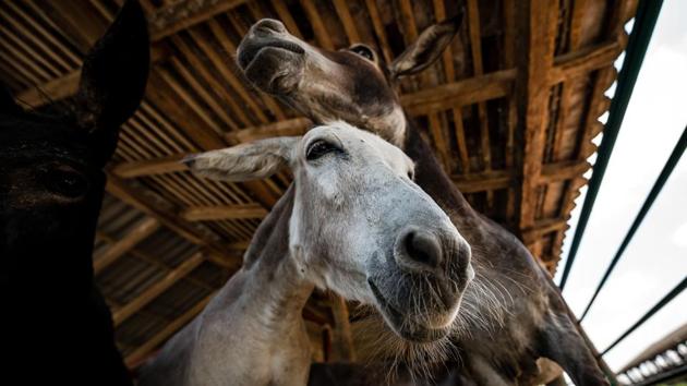 Donkey milk has low levels of casein -- a type of protein that acts as a binding agent in cheese-making. But a staff member at Zasavica discovered that portions of donkey milk could be mixed with some from goats in order to craft the crumbly mounds of cheese. (Andrej Isakovic / AFP) Donkey milk has low levels of casein -- a type of protein that acts as a binding agent in cheese-making. But a staff member at Zasavica discovered that portions of donkey milk could be mixed with some from goats in order to craft the crumbly mounds of cheese. (Andrej Isakovic / AFP)