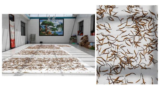 Cordyceps are laid out to dry at a trader’s house. A global fad for plant-based superfoods has also stoked interest. Found in the Himalayas, Tibet and Qinghai’s high-altitude grasslands, the caterpillar fungus, as cordyceps is also known, has become the most important source of income for local communities, offering hundreds of seasonal jobs for the poor and a path to riches for commercial harvesters. (Aly Song / REUTERS) Cordyceps are laid out to dry at a trader’s house. A global fad for plant-based superfoods has also stoked interest. Found in the Himalayas, Tibet and Qinghai’s high-altitude grasslands, the caterpillar fungus, as cordyceps is also known, has become the most important source of income for local communities, offering hundreds of seasonal jobs for the poor and a path to riches for commercial harvesters. (Aly Song / REUTERS)