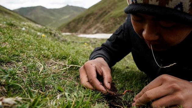 A picker digs out a cordycep. But the cordyceps harvest has waned in Qinghai, the biggest producing region in China. In the last two years, Ma’s cordyceps income has more than halved to 7,000-8,000 yuan ($1,018-$1,164) per season as the fungus grew scarcer. (Aly Song / REUTERS) A picker digs out a cordycep. But the cordyceps harvest has waned in Qinghai, the biggest producing region in China. In the last two years, Ma’s cordyceps income has more than halved to 7,000-8,000 yuan ($1,018-$1,164) per season as the fungus grew scarcer. (Aly Song / REUTERS)