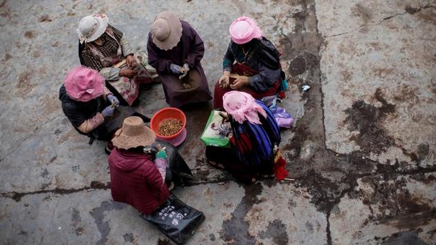 Women remove soil from cordyceps. Glaciers on the Qinghai-Tibet plateau have shrunk 15% in the past half a century as gains in local temperatures outstripped the global average by three-fold, Chinese state media reported last year. Demand for the cordyceps has increased sharply in the last decade as an emerging Chinese middle class seeks it to cure everything from kidney disorders to impotence, despite a lack of scientific evidence. (Aly Song / REUTERS) Women remove soil from cordyceps. Glaciers on the Qinghai-Tibet plateau have shrunk 15% in the past half a century as gains in local temperatures outstripped the global average by three-fold, Chinese state media reported last year. Demand for the cordyceps has increased sharply in the last decade as an emerging Chinese middle class seeks it to cure everything from kidney disorders to impotence, despite a lack of scientific evidence. (Aly Song / REUTERS)