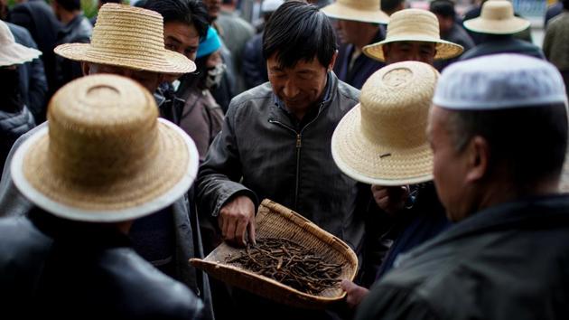 Buyers check the quality of cordyceps at a trade market in Hainan Tibetan Autonomous Prefecture. Each piece of the fungus is sold for at least 20 yuan to visiting buyers from Xining, Qinghai’s capital. When the commodity finally reaches a store in Guangdong, the price of the fungus will have multiplied many times. (Aly Song / REUTERS) Buyers check the quality of cordyceps at a trade market in Hainan Tibetan Autonomous Prefecture. Each piece of the fungus is sold for at least 20 yuan to visiting buyers from Xining, Qinghai’s capital. When the commodity finally reaches a store in Guangdong, the price of the fungus will have multiplied many times. (Aly Song / REUTERS)