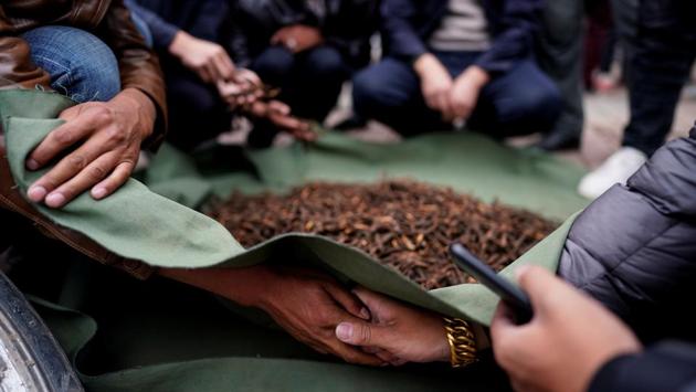 A sale is negotiated by gesturing numbers under a cloth at a trade market. Despite the slower economy and softer prices, some high-quality cordyceps in Shenzhen still retails for around $72 per gram, or $2,016 per ounce, surpassing the price of gold, which is around $1,340 per ounce. Much is at stake for cordyceps barons but for those who actually gather the fungus, every piece found is crucial to getting by. (Aly Song / REUTERS) A sale is negotiated by gesturing numbers under a cloth at a trade market. Despite the slower economy and softer prices, some high-quality cordyceps in Shenzhen still retails for around $72 per gram, or $2,016 per ounce, surpassing the price of gold, which is around $1,340 per ounce. Much is at stake for cordyceps barons but for those who actually gather the fungus, every piece found is crucial to getting by. (Aly Song / REUTERS)