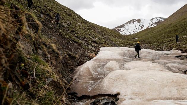 Cordyceps pickers search the ground on a frozen section of a river. One reason for the decline: higher temperatures, less seasonal snow, and receding glaciers leading to warmer mountains, making it less hospitable for the fungus, which thrives in soils that are cold but not frozen, about 5 degrees Celsius. “The glaciers are gone, and so are the cordyceps,” said Ma, 49, who has been picking in Qinghai for 14 years. (Aly Song / REUTERS) Cordyceps pickers search the ground on a frozen section of a river. One reason for the decline: higher temperatures, less seasonal snow, and receding glaciers leading to warmer mountains, making it less hospitable for the fungus, which thrives in soils that are cold but not frozen, about 5 degrees Celsius. “The glaciers are gone, and so are the cordyceps,” said Ma, 49, who has been picking in Qinghai for 14 years. (Aly Song / REUTERS)