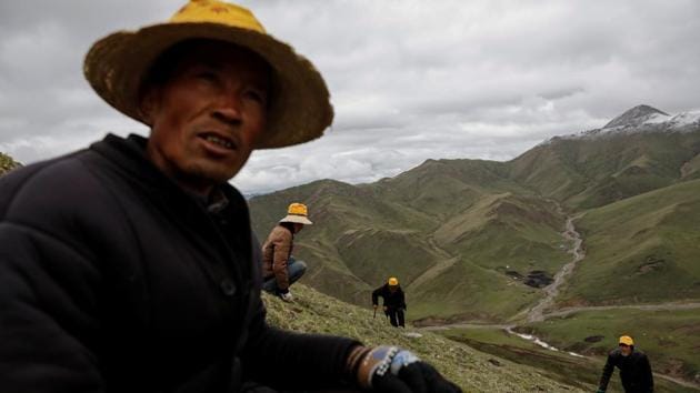 Cordyceps picker Xing Hairen, 51, looks on as others scan the ground to find Ophiocordyceps sinensis, a fungus believed to possess aphrodisiac and medicinal powers, on a mountain in the Amne Machin range. For Ma Junxiao, an ethnic Hui Muslim farmer from remote western China, the daily climb up sheer mountain slopes to look for this tiny fungus is vital to his family’s subsistence. (Aly Song / REUTERS) Cordyceps picker Xing Hairen, 51, looks on as others scan the ground to find Ophiocordyceps sinensis, a fungus believed to possess aphrodisiac and medicinal powers, on a mountain in the Amne Machin range. For Ma Junxiao, an ethnic Hui Muslim farmer from remote western China, the daily climb up sheer mountain slopes to look for this tiny fungus is vital to his family’s subsistence. (Aly Song / REUTERS)