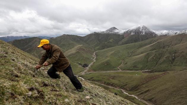 Ma Junxiao scans the ground to find cordyceps. This year, with cordyceps harder to find, Ma has had to climb as high as 4,500 metres (15,000 feet) to find fungus for which he is paid 6 yuan per piece. “I have two sons, and they run a noodle shop in Jiangsu province on the coast. Almost all of my cordyceps income goes towards sustaining that shop,” he told Reuters. (Aly Song / REUTERS) Ma Junxiao scans the ground to find cordyceps. This year, with cordyceps harder to find, Ma has had to climb as high as 4,500 metres (15,000 feet) to find fungus for which he is paid 6 yuan per piece. “I have two sons, and they run a noodle shop in Jiangsu province on the coast. Almost all of my cordyceps income goes towards sustaining that shop,” he told Reuters. (Aly Song / REUTERS)