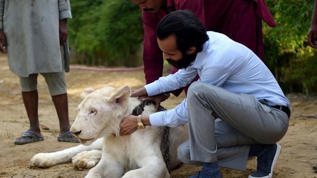 Bilal Mansoor Khawaja, a private zoo owner, sits with his white lion in Karachi. (AFP) Bilal Mansoor Khawaja, a private zoo owner, sits with his white lion in Karachi. (AFP)