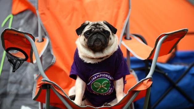 A dog is posed in a seat ahead of the start of Wimbledon on June 30, 2019. Not alone though… many eager fans spent the two days leading up to the event camping outside the All England Club hoping for a chance to secure courtside views. (Hannah McKay / REUTERS)