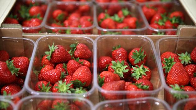 Trays of strawberries sit at All England Lawn Tennis and Croquet Club. The change in weather will lead to good playing conditions in coming days with sunny spells and clear skies interspersed with some cloud and gentle winds. Meteorologists have however warned of higher UV and pollen levels. (Carl Recine / REUTERS)