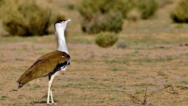 Rajasthan forest minister Sukram Bishnoi said six eggs were collected at the Jaisalmer centre to create a so-called founder population of the Great Indian Bustard in the state, and that from these six, a chick has been successfully hatched artificially.(Photo: MN Jayakumar /Livemint.com)