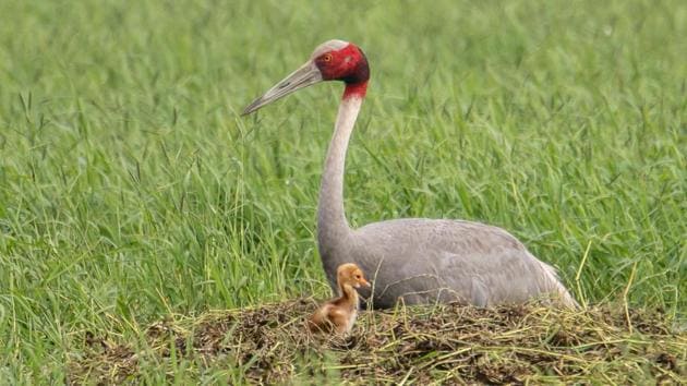A Sarus crane with a chick at Dhanauri wetland. Some birders consider the species as one of the best predictors of monsoon.(HT Photo)
