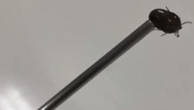 The tick’s about six-millimetres-long.(Screengrab) The tick’s about six-millimetres-long.(Screengrab)