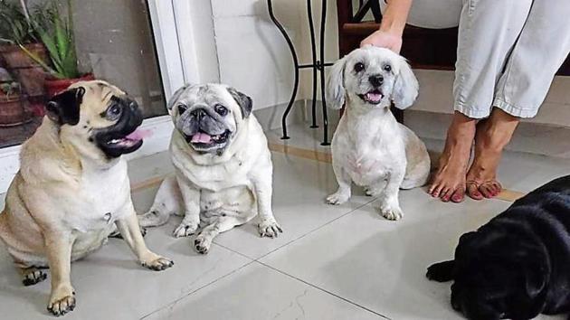 The four dogs were shifted to a neighbour’s house on Monday.(Sourced)