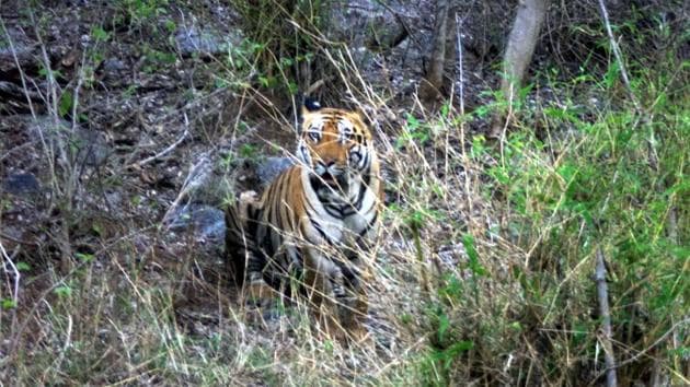 Tiger seen recently at Palamu Tiger reserve and Forest Range Officer (HT)