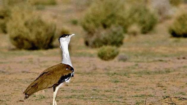 A Great Indian Bustard chick has been artificially hatched in the Jaisalmer breeding centre of the extremely endangered bird in a rare achievement. A Great Indian Bustard chick has been artificially hatched in the Jaisalmer breeding centre of the extremely endangered bird in a rare achievement.
