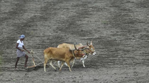 India’s monsoon rains in the week ending on Wednesday were below average for the fifth time in a row, although the deficit was the lowest since the start of the season. Monsoon rains are crucial for farm output and economic growth, as about 55% of India’s arable land is rain-fed, and agriculture forms about 15% of its $2.5-trillion economy. (Mahesh Kumar A. / AP) India’s monsoon rains in the week ending on Wednesday were below average for the fifth time in a row, although the deficit was the lowest since the start of the season. Monsoon rains are crucial for farm output and economic growth, as about 55% of India’s arable land is rain-fed, and agriculture forms about 15% of its $2.5-trillion economy. (Mahesh Kumar A. / AP)