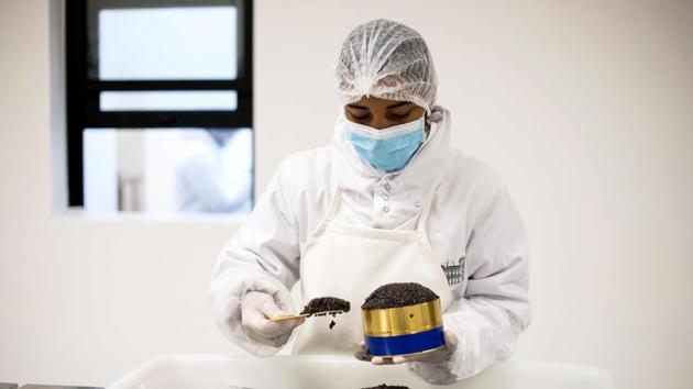 A worker packs in a metal box the caviar extracted from a sturgeon. Once it is judged up to standard, the precious output is sold to high-end shops and restaurants on the island and to its neighbours of Mauritius, Seychelles and Reunion. Its price is a relative bargain -- 100 euros ($144) per 100 grams -- far cheaper than in Europe. (Mamyrael / AFP)