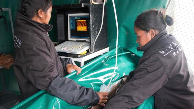 Workers make an echography of a sturgeon, at the Acipenser factory in order to extract caviar from it. “Caviar professionals have come from abroad,” said Ianja Rajaobelina, now assistant director of the production plant, which employs 300 people. “I had to learn everything on the job.” (Mamyrael / AFP)