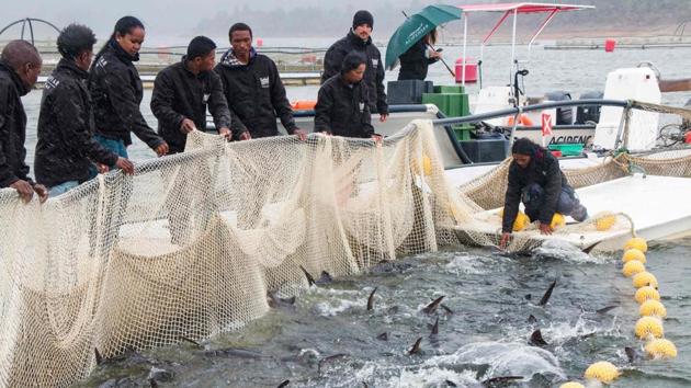 “Madagascar has an exceptional environment that produces rare crops such as cocoa, vanilla, organic shrimp and lychees -- we thought we could add caviar,” Dabezies said. The sturgeon that produce unfertilised caviar roe are kept in Lake Mantasoa, perched at an altitude of 1,400 metres east of the capital Antananarivo. Training the staff has been a major part of the project. (Mamyrael / AFP)
