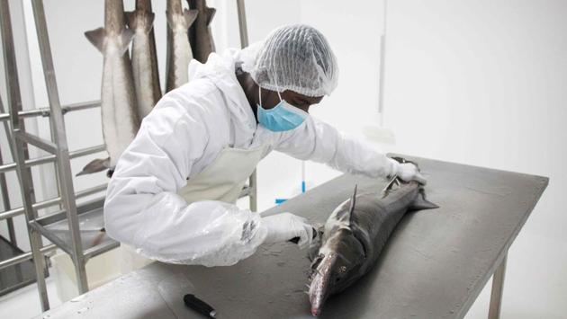 A worker opens up the sturgeon in order to extract the caviar. When they reach seven grams, they are moved to freshwater ponds, and then into large cages in the lake when they weigh 500 grams. At 1.5 kilogrammes, the males are killed and only the females are kept on until their eggs are ready. The process demands patience and skill. (Mamyrael / AFP)