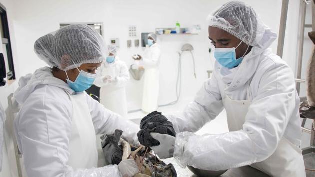 Workers pull out extract the caviar from a sturgeon. The first imported eggs arrived in Mantasoa in 2013, and the first grams of caviar did not go on sale until June 26, 2017, Madagascar’s independence day. The quality of the harvest depends on the dexterity of one man, 23-year-old Gaston Soavan’i Thomas. Knife in hand, Thomas has no margin for error as he extracts eggs from the entrails of each sturgeon. (Mamyrael / AFP)