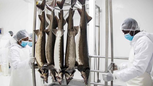 Workers pull a trolley with sturgeons in order to extract caviar. Staff member Say Sahemsa, told AFP: “You have to take care of the spawn and avoid giving them too much or not enough food, to have the lowest possible mortality rate.” Sturgeon are imported from Russia in the form of fertilised eggs, which hatch in a special nursery facility in Mantasoa. (Mamyrael / AFP)