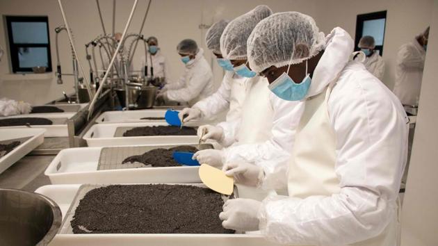 Workers fgrade and analyse the caviar extracted from a sturgeon. “At first, I was afraid to destroy or contaminate the eggs, but now everything comes automatically,” Gaston Soavan’i Thomas said. The eggs are kept in a refrigerated room at 0 degrees Celsius. (Mamyrael / AFP)