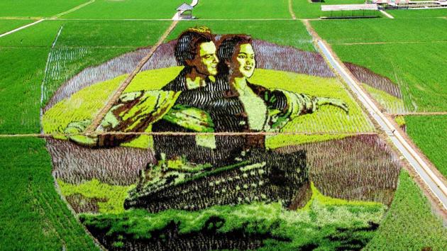 An image from the movie Titanic created using different varieties of rice in a paddy in Shenyang in China’s northeastern Liaoning province. (AFP) An image from the movie Titanic created using different varieties of rice in a paddy in Shenyang in China’s northeastern Liaoning province. (AFP)