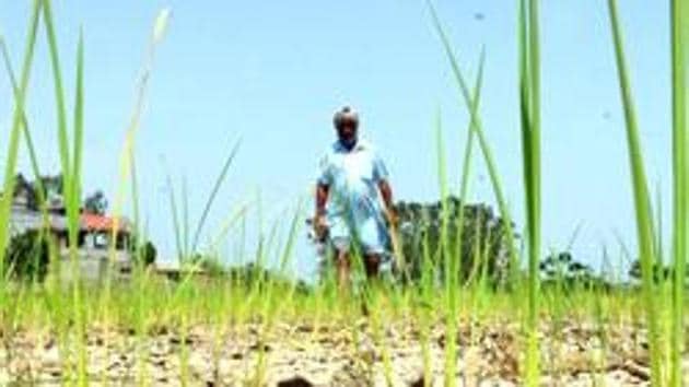 Although it is raining in several parts of Maharashtra, including the Mumbai-Pune belt, drought-hit Marathwada (central Maharashtra) hasn’t received much rain, even as the first week of July is about to end. (Representative photo) (HT File)