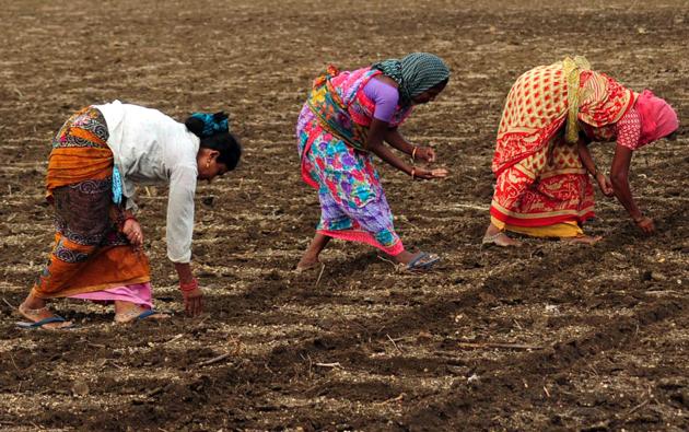 Farmers plant cotton seedlings on the field as Union Finance Minister Nirmala Sitharaman announces the union budget 2019, in Nagpur on Friday. (ANI Photo) Farmers plant cotton seedlings on the field as Union Finance Minister Nirmala Sitharaman announces the union budget 2019, in Nagpur on Friday. (ANI Photo)