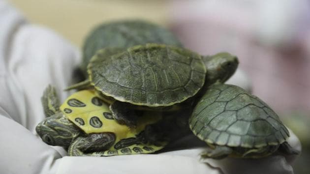 A 50-year-old man was arrested in Panipat for allegedly possessing 63 turtles smuggled from Bareilly in Uttar Pradesh. (Representative Image)(AP)