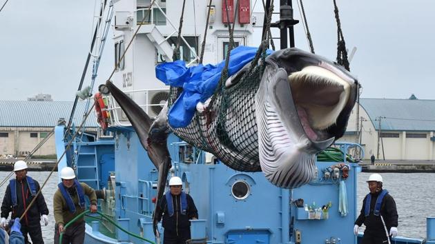 A captured Minke whale is lifted by a crane at a port in Kushiro, Hokkaido Prefecture. Japan began its first commercial whale hunts in more than three decades on July 1, brushing aside outrage over its resumption of a practice that conservationists say is cruel and outdated. (Kazuhiro Nogi / AFP) A captured Minke whale is lifted by a crane at a port in Kushiro, Hokkaido Prefecture. Japan began its first commercial whale hunts in more than three decades on July 1, brushing aside outrage over its resumption of a practice that conservationists say is cruel and outdated. (Kazuhiro Nogi / AFP)