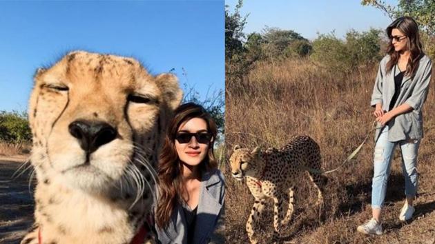 Kriti Sanon interacts cheetahs in Zambia.(Instagram)