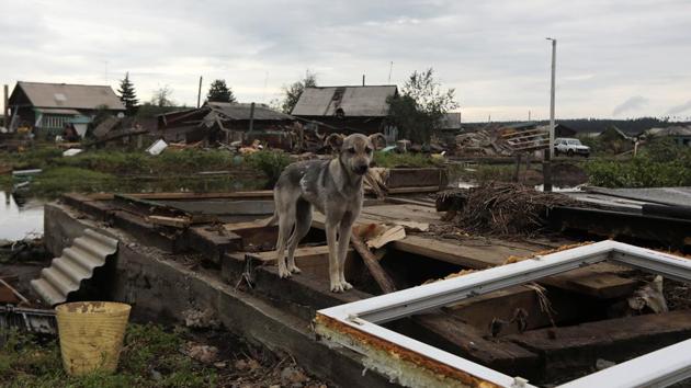 As of the middle of Friday, 22 people were reported dead, 15 people missing and over 330 hospitalized as a result of floods in the Irkutsk Region. Animals were seen stranded outside damaged homes. (Alexey Golovshchikov / REUTERS) As of the middle of Friday, 22 people were reported dead, 15 people missing and over 330 hospitalized as a result of floods in the Irkutsk Region. Animals were seen stranded outside damaged homes. (Alexey Golovshchikov / REUTERS)