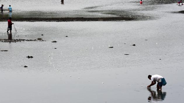 People catch fish at Vashi Mini seashore as water drains down at lower levels in Navi Mumbai, Maharashtra. (Bachchan Kumar / HT Photo)