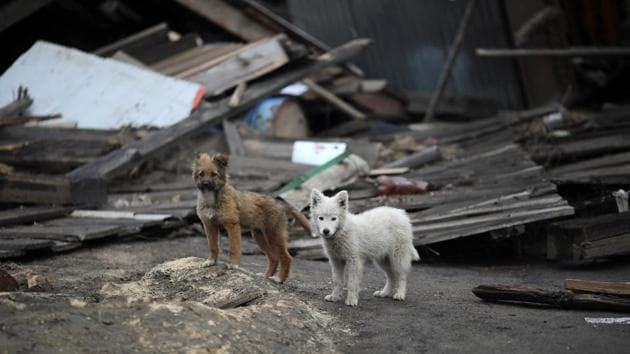 Dogs stand near debris in the flood-hit town. Prior to the latest figures, angry residents had claimed the actual death toll was much higher than the official number and expressed anger at the authorities for perceived inaction. (Alexey Golovshchikov / REUTERS) Dogs stand near debris in the flood-hit town. Prior to the latest figures, angry residents had claimed the actual death toll was much higher than the official number and expressed anger at the authorities for perceived inaction. (Alexey Golovshchikov / REUTERS)